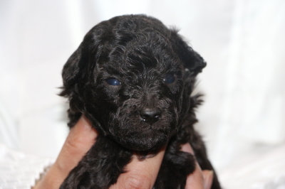 トイプードルシルバーの子犬オス、生後3週間画像