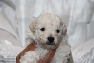 トイプードルホワイト(白)の子犬オス、生後3週間画像