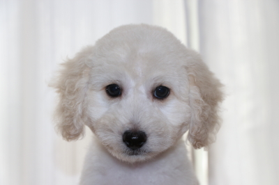 トイプードルホワイト(白)の子犬オス、生後2ヵ月画像