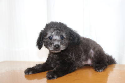 タイニーサイズトイプードルシルバーの子犬メス、生後2ヵ月画像