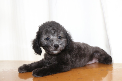 タイニーサイズトイプードルシルバーの子犬メス、生後2ヵ月画像