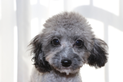 トイプードルシルバーの子犬オス、生後4ヵ月画像