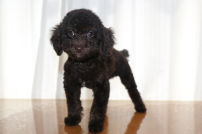 トイプードルブラウンの子犬オス、生後2ヵ月画像