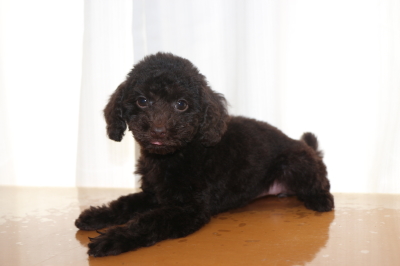 トイプードルブラウンの子犬メス、生後2ヵ月画像