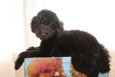 トイプードルブラウンの子犬メス、生後2ヵ月画像