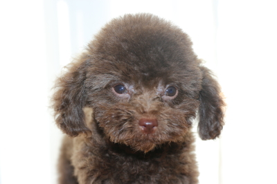 タイニーサイズトイプードルブラウンの子犬オス、生後2ヵ月半画像