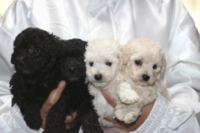 トイプードルシルバーオスメスホワイト(白)オスメスの子犬、生後5週間画像