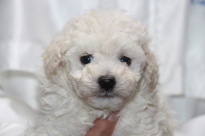 トイプードルホワイト(白)の子犬オス、生後5週間画像