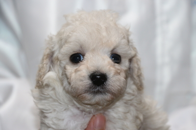 トイプードルホワイト(白)の子犬メス、生後5週間画像