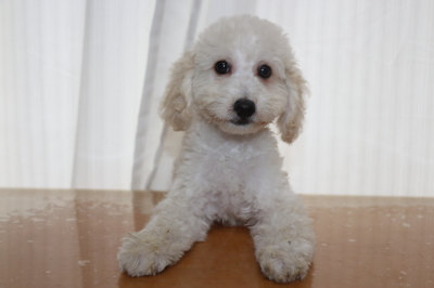 トイプードルホワイト(白)の子犬オス、生後2ヵ月半画像