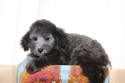 タイニーサイズトイプードルシルバーの子犬メス、生後2ヵ月半画像