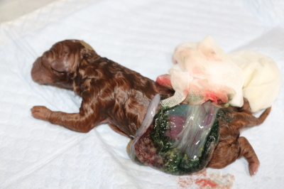 トイプードルレッドの出産、産まれたばかりの子犬画像