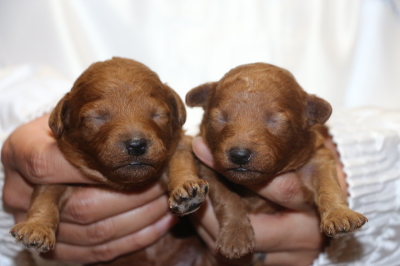 トイプードルレッドの子犬メス2頭、生後1週間画像