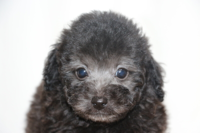 トイプードルシルバーオスの子犬、生後7週間画像