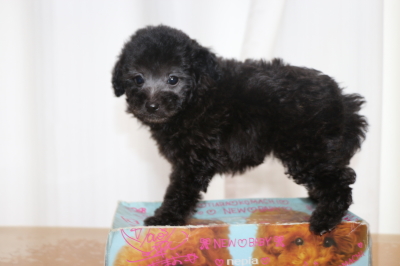 トイプードルシルバーオスの子犬、生後7週間画像