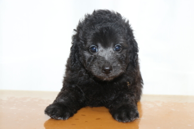 トイプードルシルバーメスの子犬、生後7週間画像