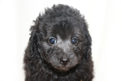 トイプードルシルバーメスの子犬、生後7週間画像