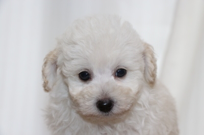 トイプードルホワイト(白)オスの子犬、生後7週間画像