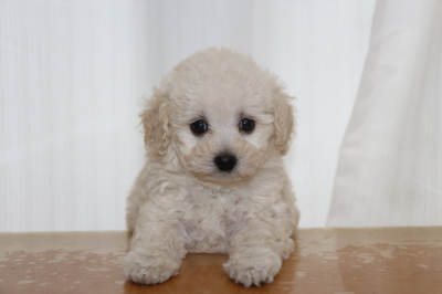 トイプードルホワイト(白)メスの子犬、生後7週間画像