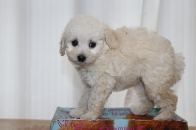 トイプードルホワイト(白)メスの子犬、生後7週間画像