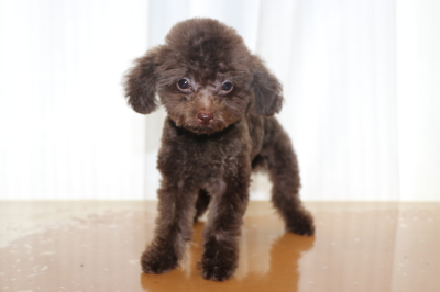 ティーカッププードルブラウンの子犬オス、生後3ヵ月画像