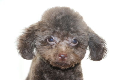 ティーカッププードルブラウンの子犬オス、生後3ヵ月画像