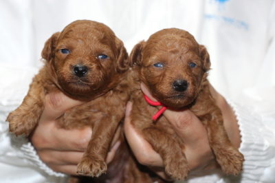 トイプードルレッドの子犬メス2頭、生後2週間画像