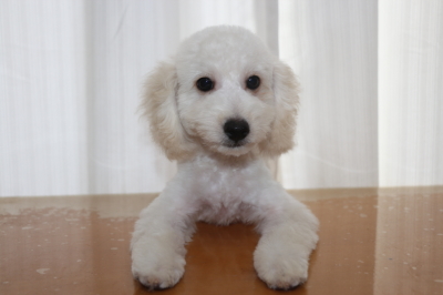 トイプードルホワイト(白)の子犬オス、生後3ヵ月画像