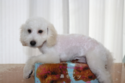 トイプードルホワイト(白)の子犬オス、生後3ヵ月画像