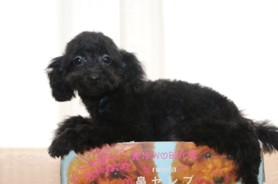 トイプードルブラック(黒)の子犬メス、生後3ヵ月画像