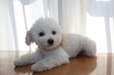 トイプードルホワイト(白)の子犬オス、生後2ヵ月画像