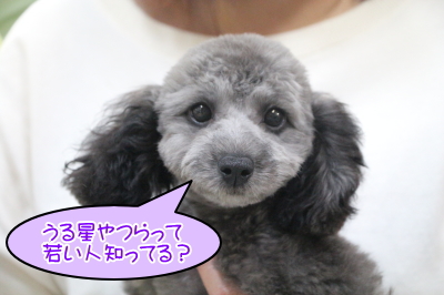 トイプードルシルバーの子犬メス、埼玉県吉川市ラムちゃん画像