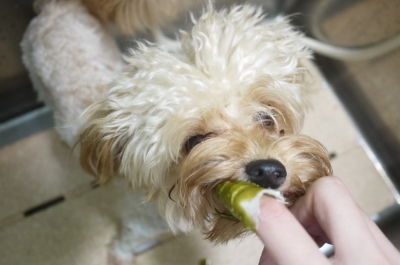 千葉県鎌ヶ谷市のミックス犬のハーブ歯磨き画像