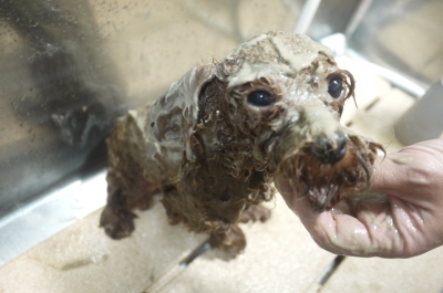 トイプードルブリーダーの成犬，泥パック画像