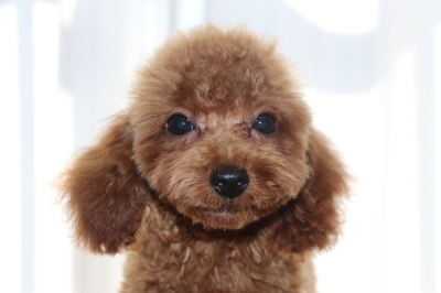 トイプードルレッドの子犬オス、生後3ヵ月画像