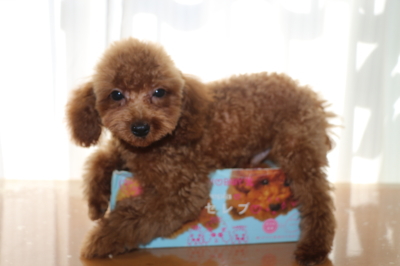 トイプードルレッドの子犬オス、生後3ヵ月画像