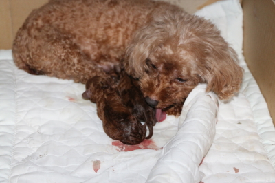 トイプードルレッドの出産、産まれたばかりの子犬画像