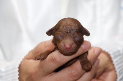 トイプードルレッドの子犬オス、生後3日画像
