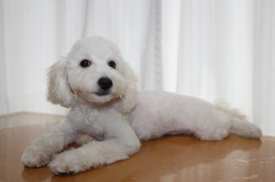 トイプードルホワイト(白)の子犬オス、生後4ヵ月画像