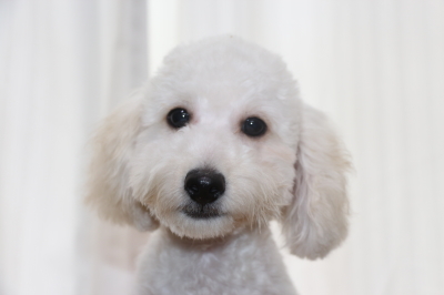 トイプードルホワイト(白)の子犬オス、生後4ヵ月画像