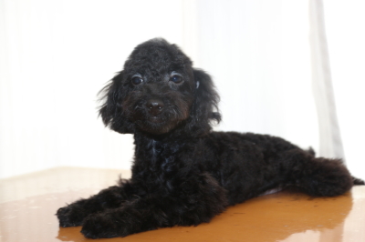 トイプードルブラック(黒)の子犬メス、生後4ヵ月画像