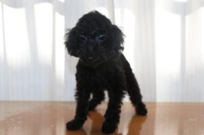 トイプードルブラック(黒)の子犬メス、生後4ヵ月画像