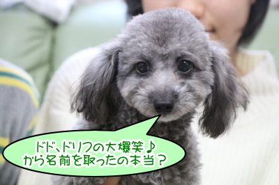 千葉県八千代市トイプードルシルバーの子犬オス画像