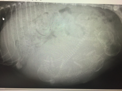 トイプードルレッド妊娠犬のレントゲン写真