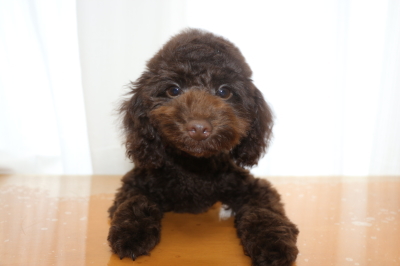 トイプードルブラウンの子犬メス(赤)、生後4ヵ月画像