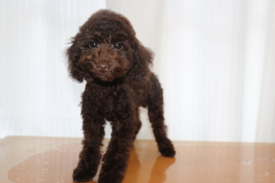 トイプードルブラウンの子犬メス(赤)、生後4ヵ月画像