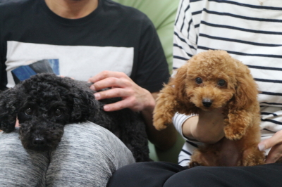 東京都大田区トイプードルブラックとレッドの多頭飼い画像