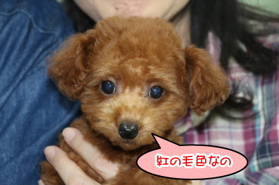 東京都江戸川区、タイニープードルレッドの子犬メス、生後2ヵ月画像