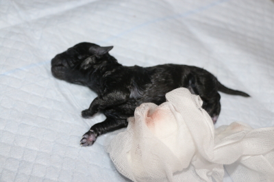 トイプードルシルバーの出産、産まれたばかりのシルバーの子犬画像