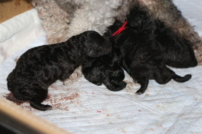 トイプードルシルバーの出産、産まれたばかりのシルバーの子犬画像